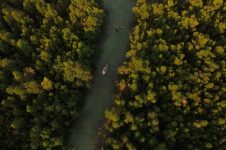 SUP THROUGH MANGROVE FOREST