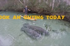 FLORIDA MANATEE ENCOUNTER