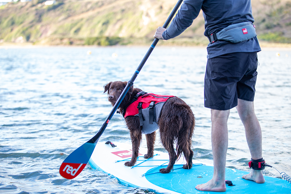 red paddle dog buoyancy aid