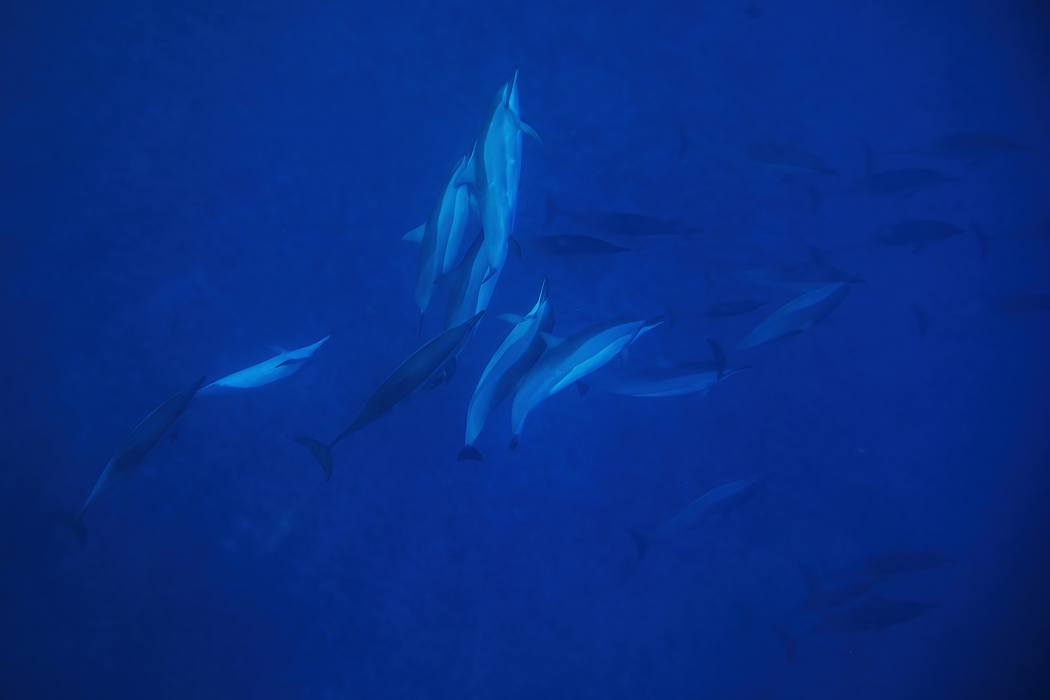 Dolphins